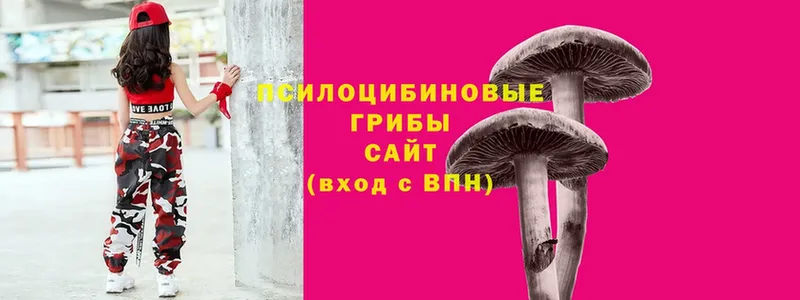 Псилоцибиновые грибы Psilocybe  Люберцы 